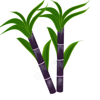 水果甘蔗实心草本