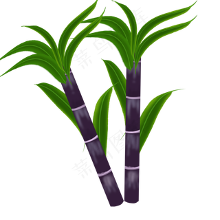 水果甘蔗实心草本