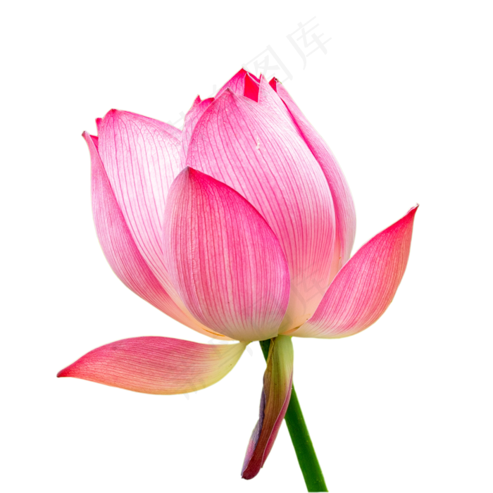 夏季荷花(2000*2000px 300 dpi )