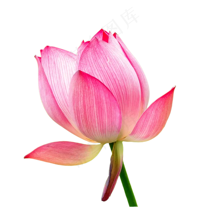 夏季荷花(2000*2000px 300 dpi )