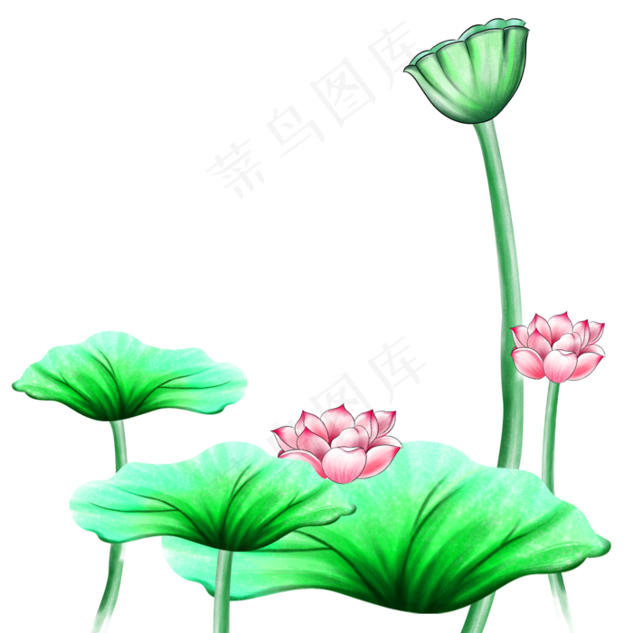 荷叶荷花莲花花苞(2000X2000(DPI:300))psd模版下载