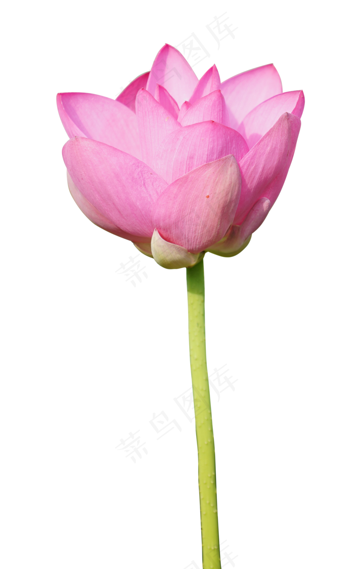 精美荷花实物(2000*3215px 300 dpi )