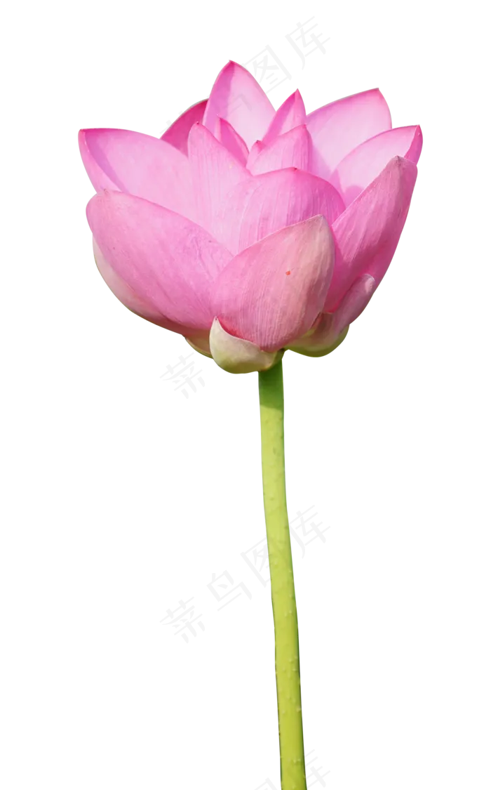 精美荷花实物(2000*3215px 300 dpi )