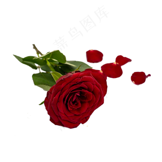 红玫瑰绿叶和花瓣