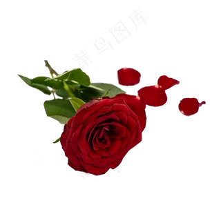 红玫瑰绿叶和花瓣