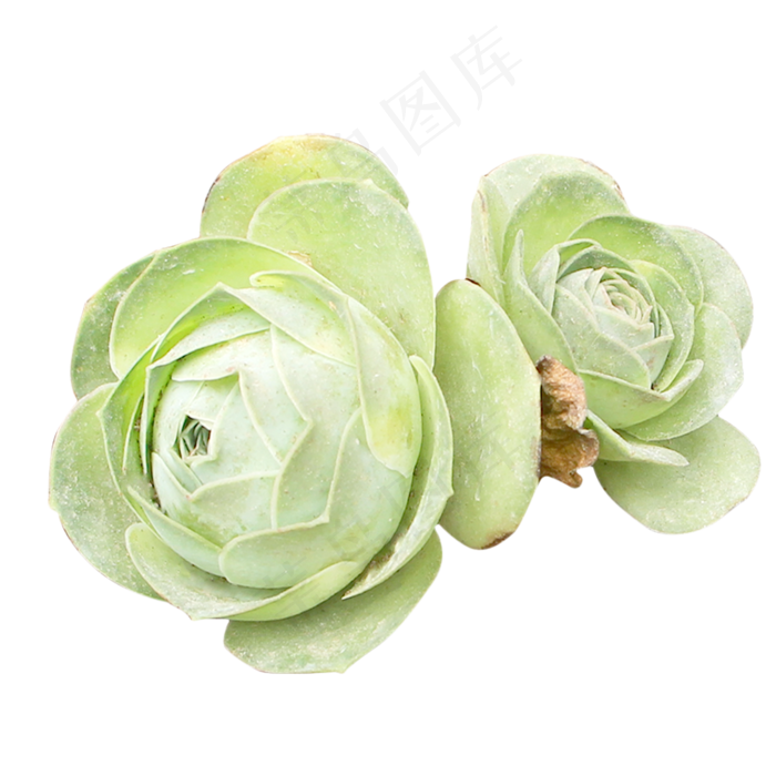 绿色玫瑰植物(2333*2333px 300 dpi )