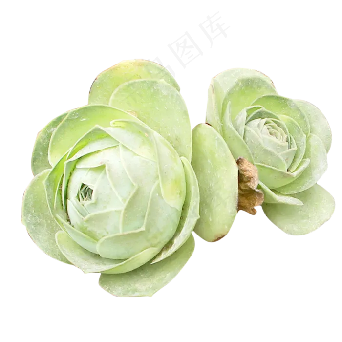 绿色玫瑰植物(2333*2333px 300 dpi )