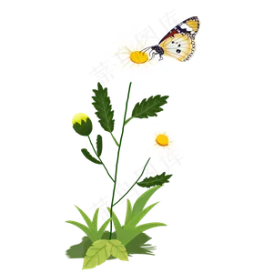 春天的雏菊和蝴蝶,免抠元素