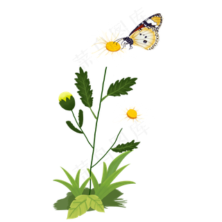 春天的雏菊和蝴蝶,免抠元素