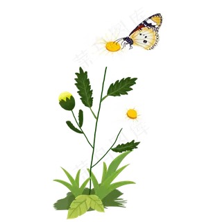 春天的雏菊和蝴蝶,免抠元素