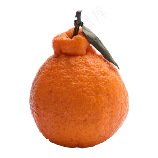 橙色丑橘水果实拍