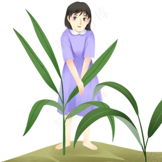 端午节采粽叶女孩