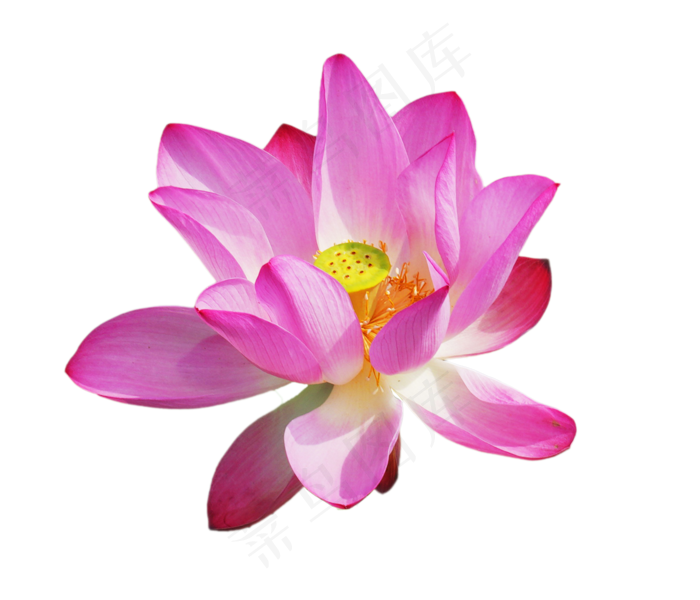 粉色荷花实物(2000X3000(DPI:300))
