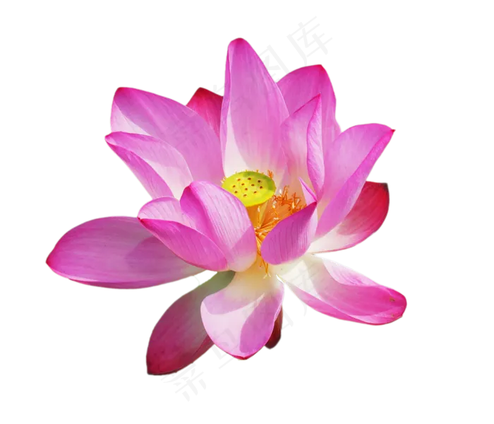 粉色荷花实物(2000X3000(DPI:300))