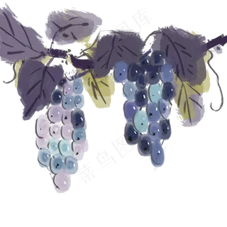 水墨水彩紫色枝头葡萄