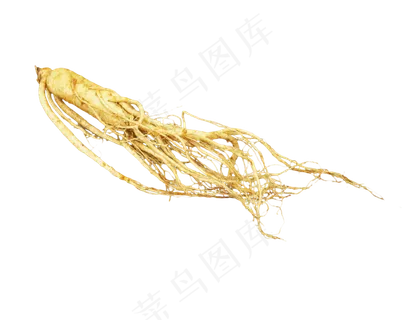 滋补品植物人参,免抠元素