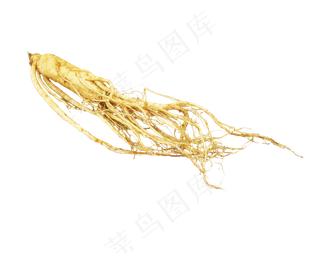 滋补品植物人参,免抠元素