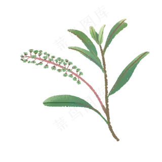 绿色植物小清新手绘