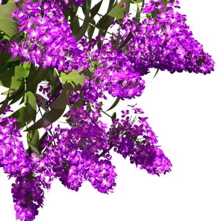 紫藤花花卉植物一束花