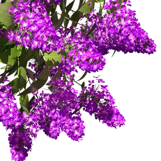 紫藤花花卉植物一束花 紫藤花花卉植物一束花