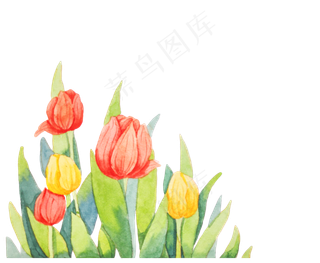 漂亮的郁金香水彩画