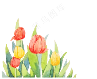 漂亮的郁金香水彩画