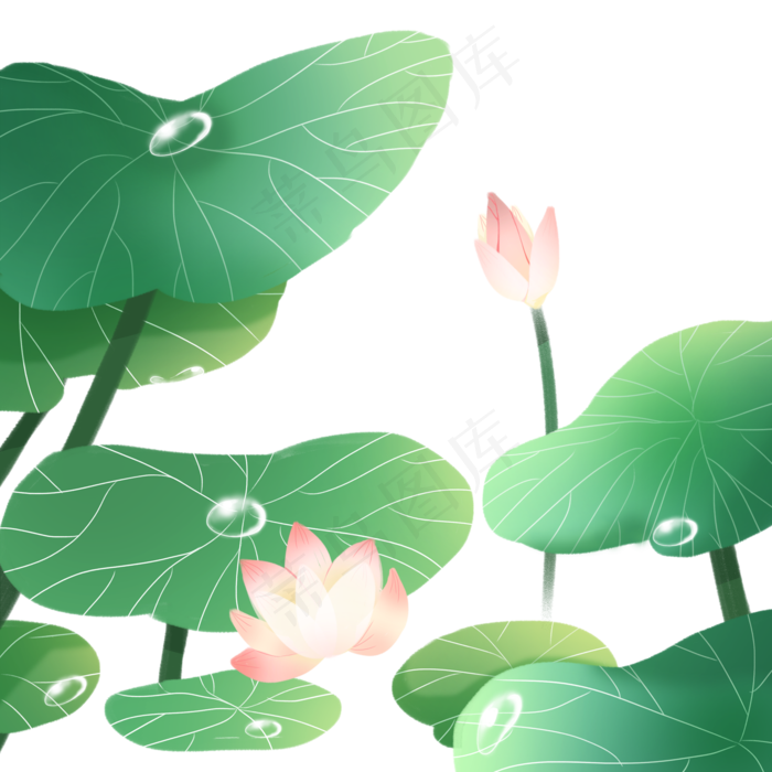 夏日荷叶荷花(2000X2000(DPI:300))psd模版下载