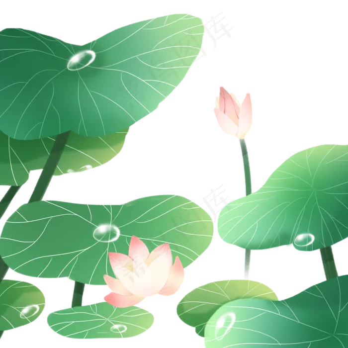 夏日荷叶荷花(2000X2000(DPI:300))psd模版下载