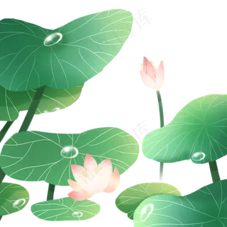 夏日荷叶荷花 夏日荷叶荷花