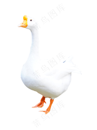 动物白鹅,免抠元素