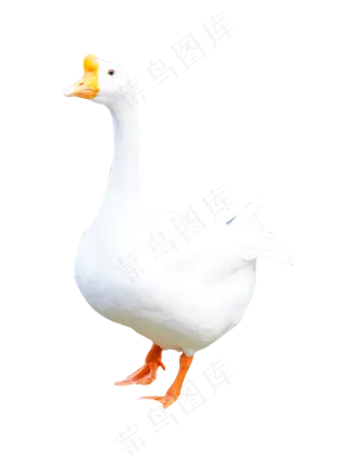 动物白鹅,免抠元素