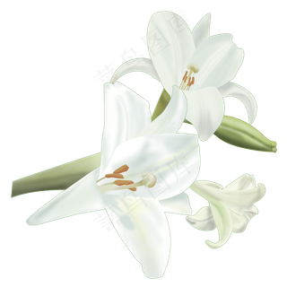 春天里美丽的百合花,免抠元素
