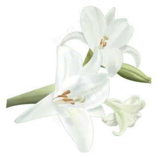 春天里美丽的百合花,免抠元素 春天里美丽的百合花,免抠元素
