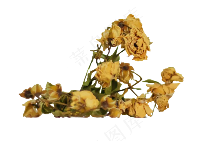 情人节黄玫瑰装饰(6000X4000(DPI:240))psd模版下载