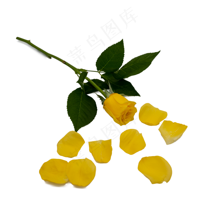 黄色玫瑰花瓣(2000*2000px 300 dpi )