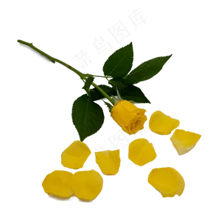 黄色玫瑰花瓣