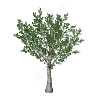 大树树木模型,免抠元素