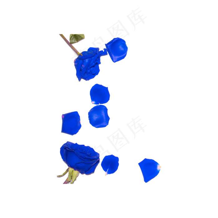 蓝色妖姬花瓣实物拍摄免抠