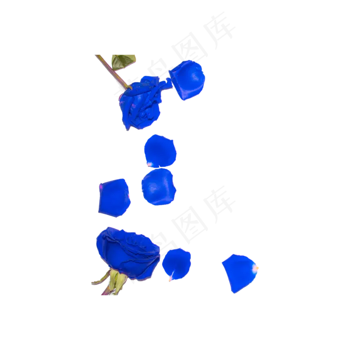 蓝色妖姬花瓣实物拍摄免抠(2000X2000(DPI:72))psd模版下载