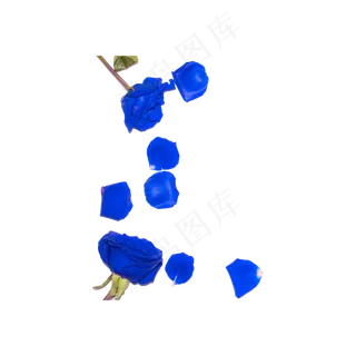 蓝色妖姬花瓣实物拍摄免抠