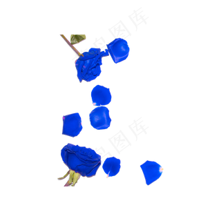 蓝色妖姬花瓣实物拍摄免抠