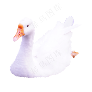 动物大白鹅,免抠元素