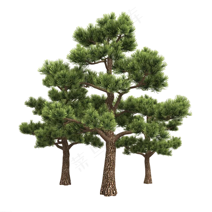 一堆绿色松树林,免抠元素(3000*3000px 300 dpi )psd模版下载