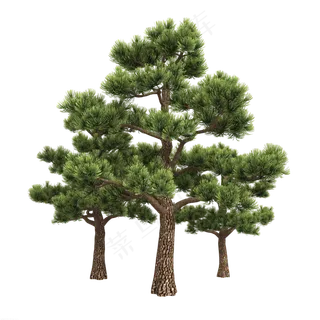 一堆绿色松树林,免抠元素