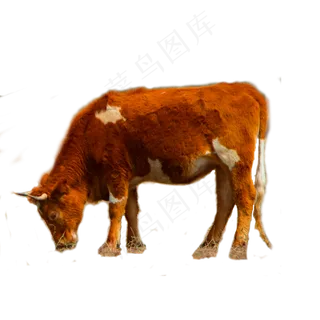 一头牛免扣,免抠元素