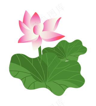 一朵粉色荷花插图