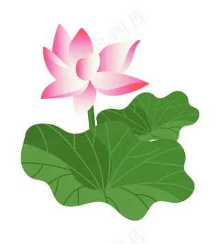 一朵粉色荷花插图