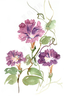 牵牛花开水彩画PNG免抠素材