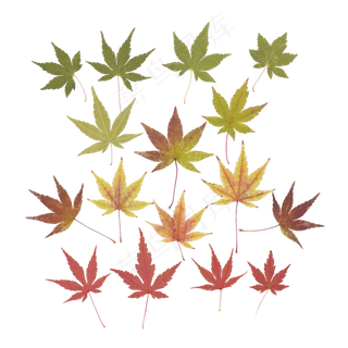 植物枫叶叶子