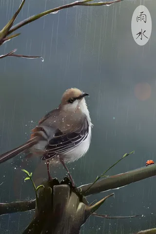 雨水谷雨淋雨的小鸟